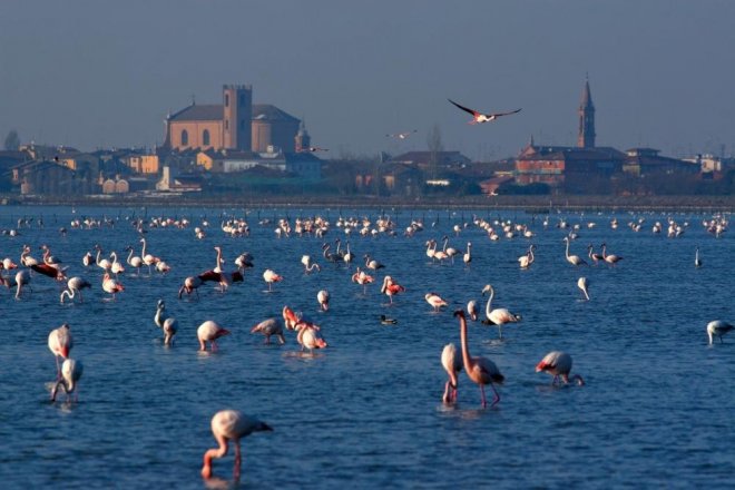 Valli di Comacchio